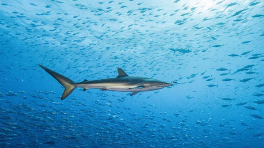 Registran el viaje más largo de un tiburón sedoso, con unos 27,500 kilómetros en 18 meses