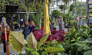 Una flor cadáver o pene de titán atrae curiosos en un jardín botánico belga