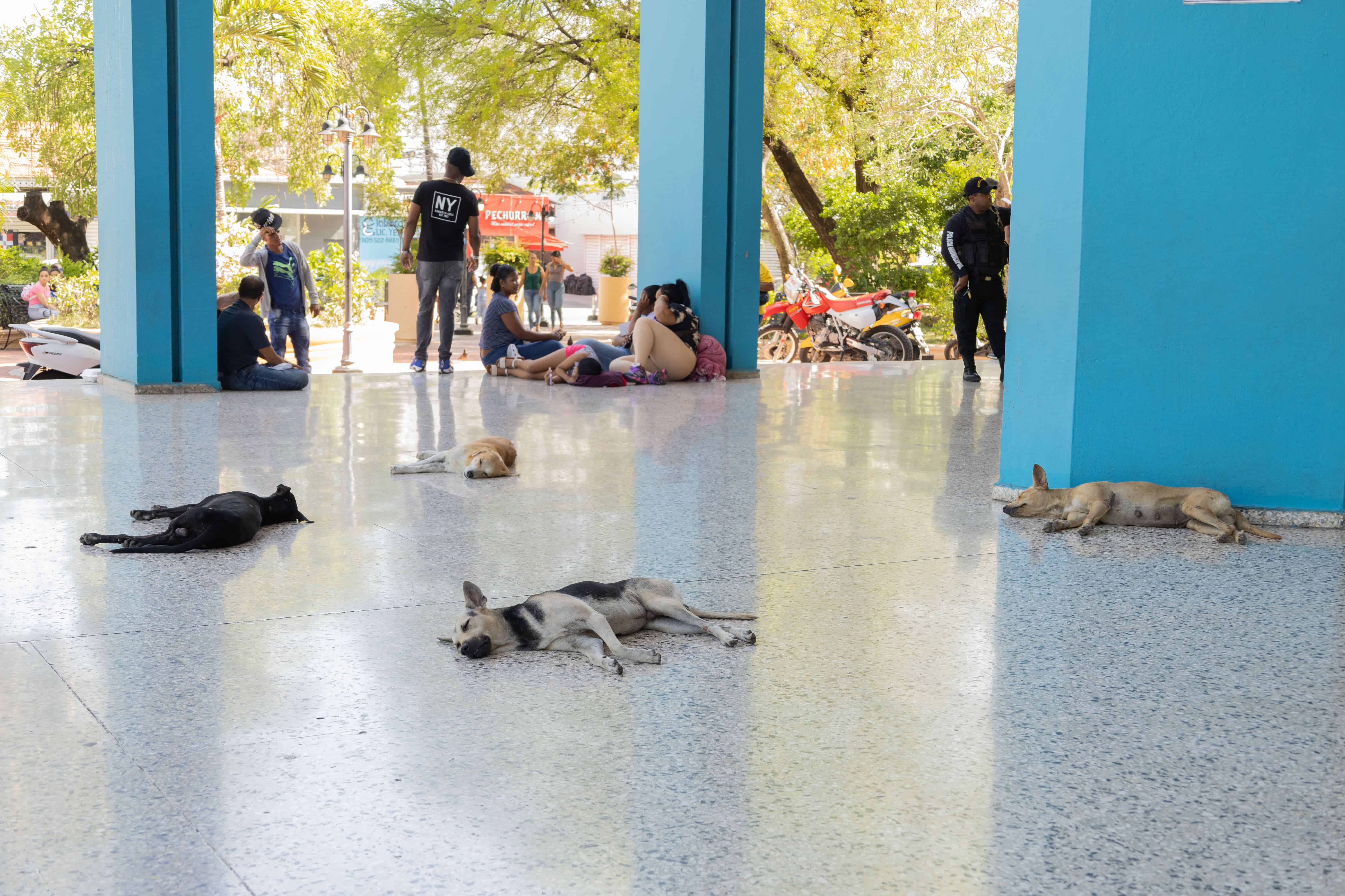 Cuatro perros callejeros se resguardan del intenso calor que reinó durante la jornada electoral en el República Dominicana el 19 de mayo.
