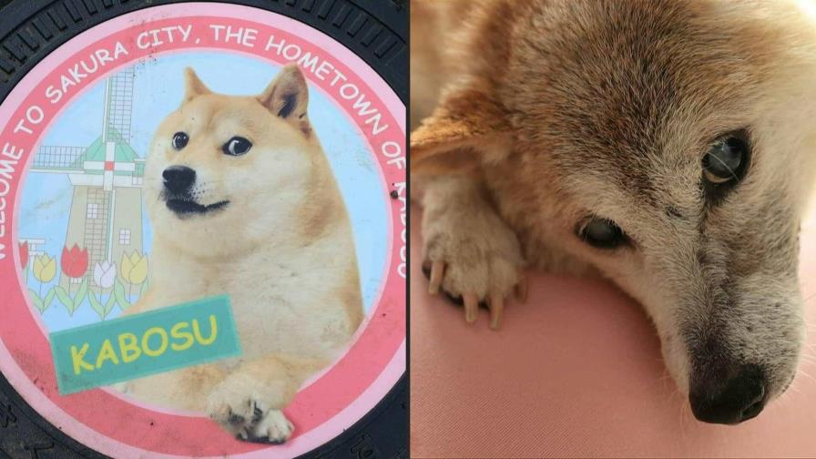 Muere Kabosu, la perrita japonesa de los memes virales