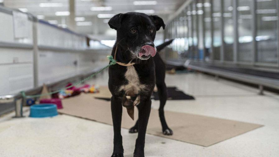 Un antiguo hipermercado se convierte en refugio de mascotas rescatadas en el sur de Brasil