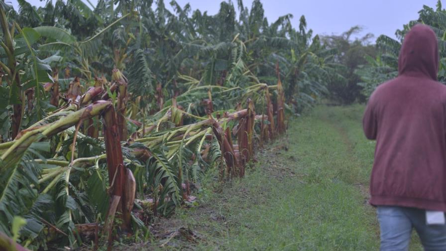 ¿Qué ha causado los recientes ventarrones en poblados del Cibao con daños a viviendas y cultivos?