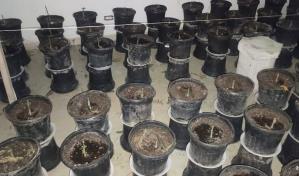 Desmantelan vivero y laboratorio clandestino de presunta marihuana en Pedernales