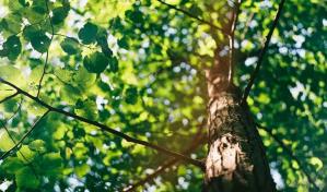 El cambio climático aleja a los árboles de los hongos del suelo que los sustentan
