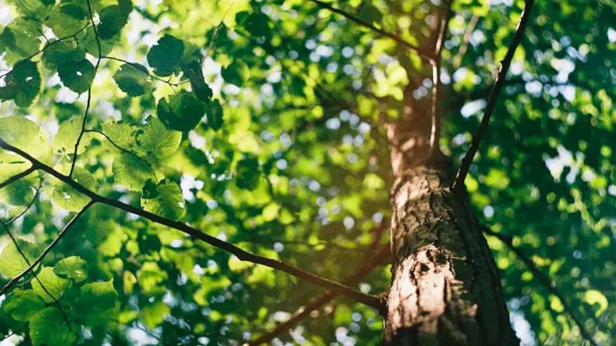 El cambio climático aleja a los árboles de los hongos del suelo que los sustentan