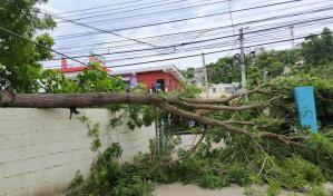 Un ventarrón afecta a Santiago la tarde de este lunes; derriba árboles y bloquea vías