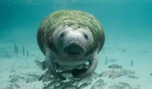 Ambientalistas advierten de peligro de extinción de los manatíes en Guatemala