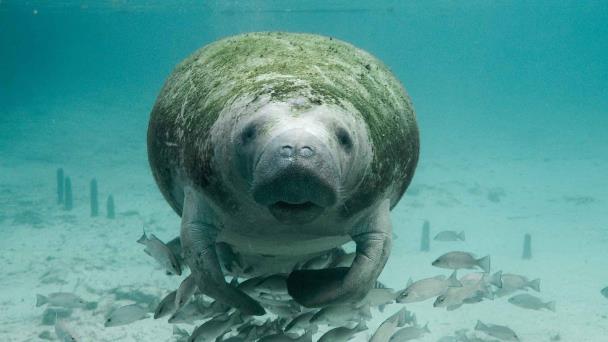 Ambientalistas advierten de peligro de extinción de los manatíes en Guatemala
