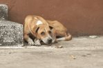 Denuncian envenenamientos de perros: 16 en Santiago y cuatro en el Mirador Sur del DN Denuncian envenenamientos de perros: 16 en Santiago y cuatro en el Mirador Sur del DN