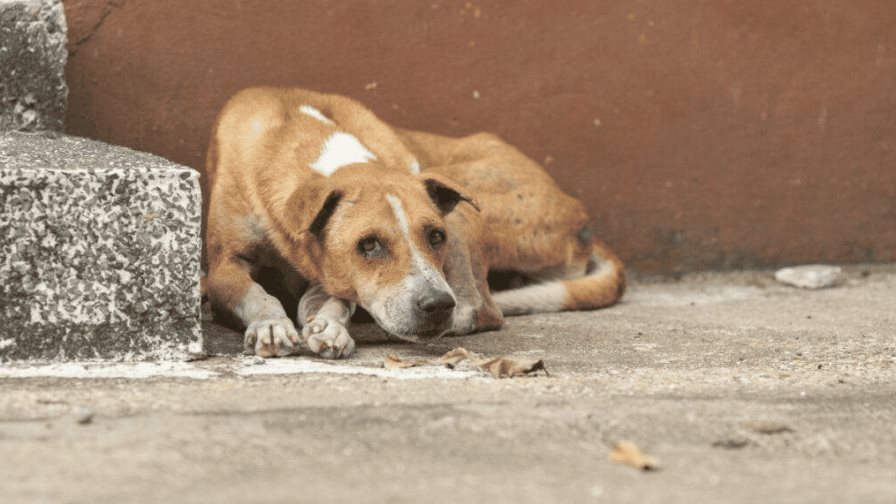 Día del Perro sin Raza: ¿por qué adoptar uno?