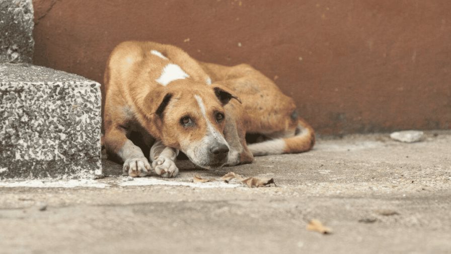 Un hombre es detenido luego de que se encontraron 10 perros muertos en una casa de Mississippi