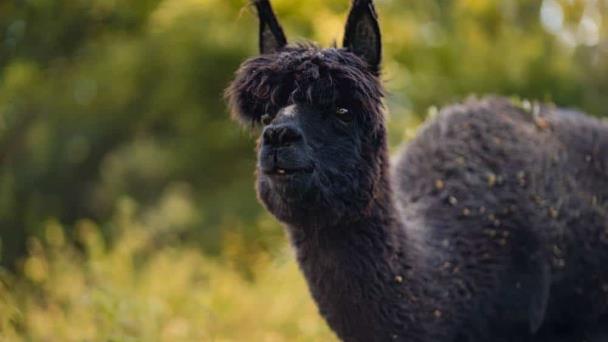 Detectan por primera vez en una granja de EE.UU. alpacas infectadas con gripe aviar