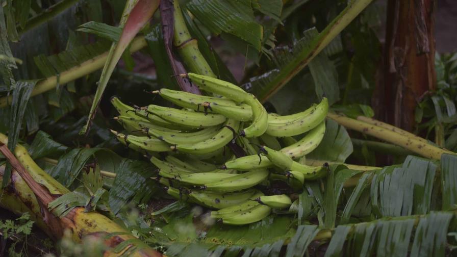 Advierten se podría registrar escasez de plátanos tras daños en la producción del Cibao