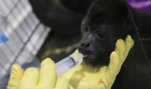 Aumenta el número de monos que mueren por golpe de calor en México