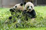 Dos pandas gigantes dejan China y se dirigen al Zoológico Nacional de Washington