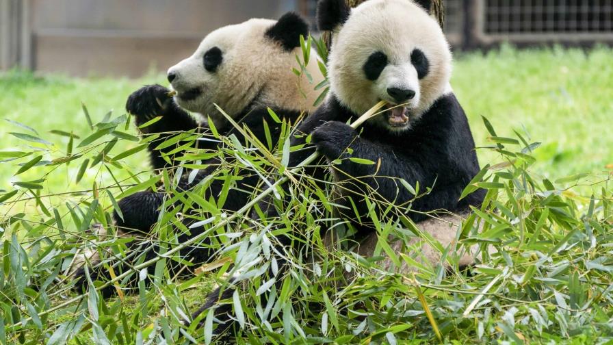 Dos pandas gigantes dejan China y se dirigen al Zoológico Nacional de Washington