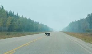 Encuentran restos mutilados de un oso en una carretera de California