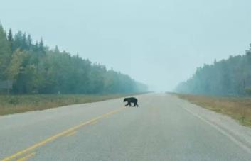 Encuentran restos mutilados de un oso en una carretera de California