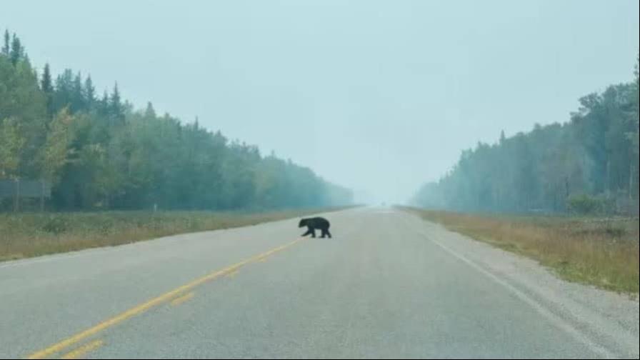 Encuentran restos mutilados de un oso en una carretera de California