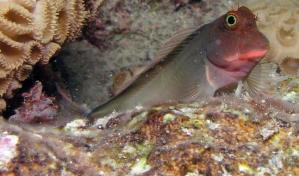 Descubren un par&aacute;sito que afecta a peces de todo el mundo pero hab&iacute;a pasado desapercibido