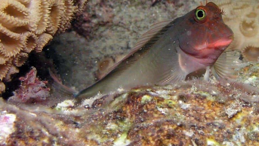 Descubren un parásito que afecta a peces de todo el mundo pero había pasado desapercibido