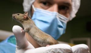 Las ratas tienen oído musical