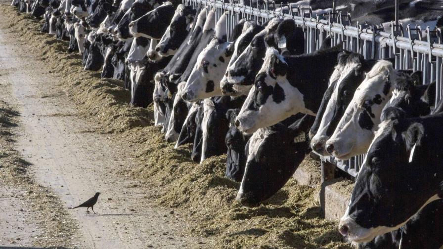 Michigan informa de que otra persona que trabajaba con vacas contrajo gripe aviar