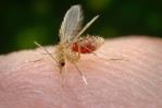 Autoridades de Salud afirman riesgo en el país para brote de Oropouche es bajo Autoridades de Salud afirman riesgo en el país para brote de Oropouche es bajo