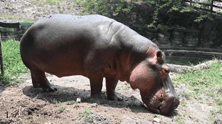 Hambruna y abandono en el antiguo zoológico de los narcos en Honduras