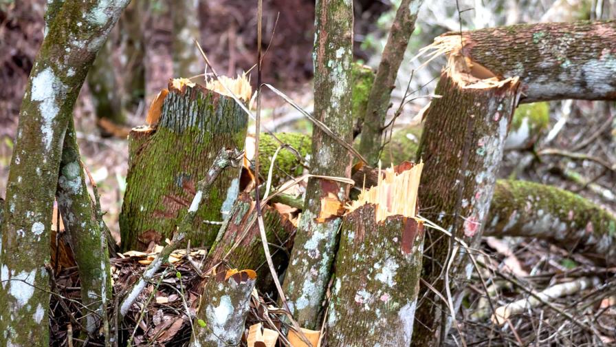 Apresan a dominicano y cuatro haitianos acusados de depredar en Parque Nacional Nalga de Maco