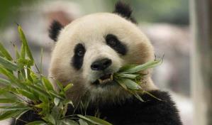 Reanudación de la diplomacia del panda entre China y Estados Unidos