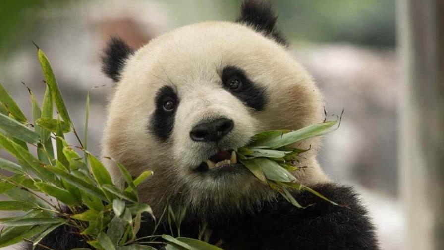 Reanudación de la diplomacia del panda entre China y Estados Unidos