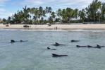 Una veintena de ballenas piloto quedan varadas cerca de una playa en el noreste de Brasil