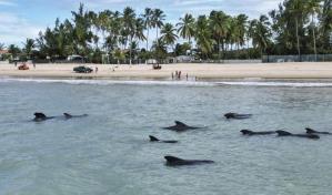 Una veintena de ballenas piloto quedan varadas cerca de una playa en el noreste de Brasil