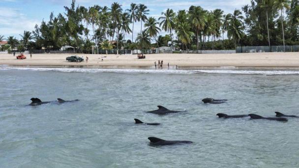 Una veintena de ballenas piloto quedan varadas cerca de una playa en el noreste de Brasil