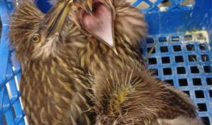 Autoridades apresan a hombre y ocupan tres ejemplares de Rey Congo en Bávaro