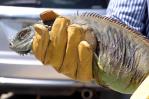 Científicos reclaman acciones urgentes contra las especies invasoras Científicos reclaman acciones urgentes contra las especies invasoras