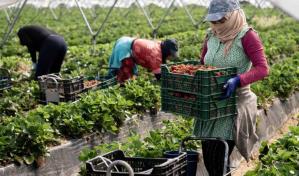 Millones de trabajadores migrantes del sector agrícola son explotados en Europa