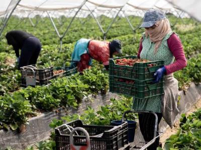 Comisario UE de Migraciones sobre la regularización española