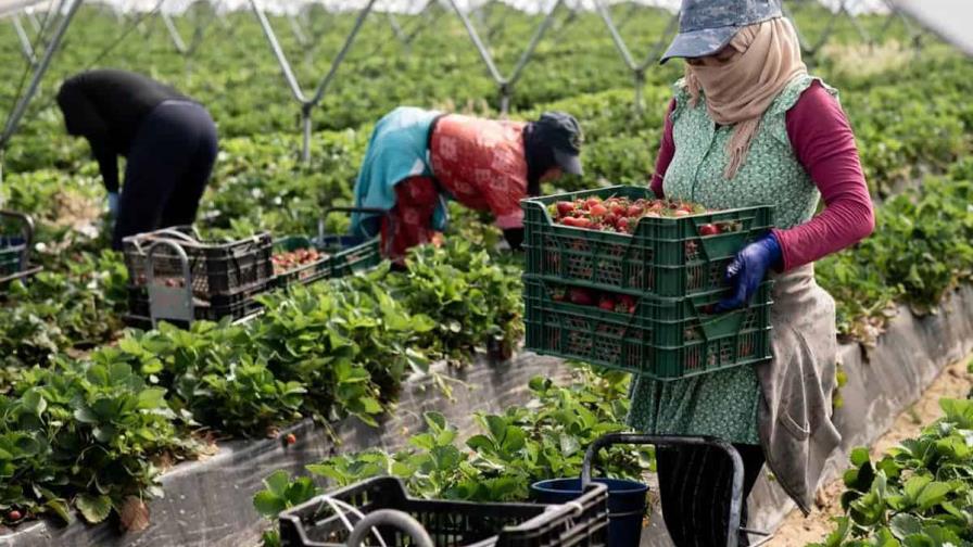 Millones de trabajadores migrantes del sector agrícola son explotados en Europa