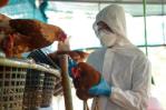 México concluye emergencia sanitaria por gripe aviar tras ocho semanas sin el virus