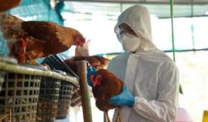 México concluye emergencia sanitaria por gripe aviar tras ocho semanas sin el virus