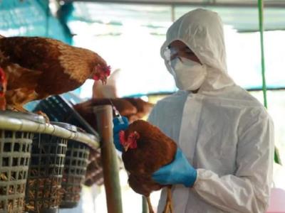 México: no existe riesgo contagio tras muerte humana por gripe aviar