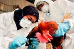¿Qué es la gripe aviar H5N2?