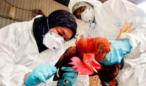 &iquest;Qu&eacute; es la gripe aviar H5N2?