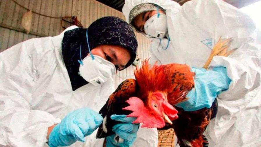 ¿Qué es la gripe aviar H5N2? ¿Qué es la gripe aviar H5N2?