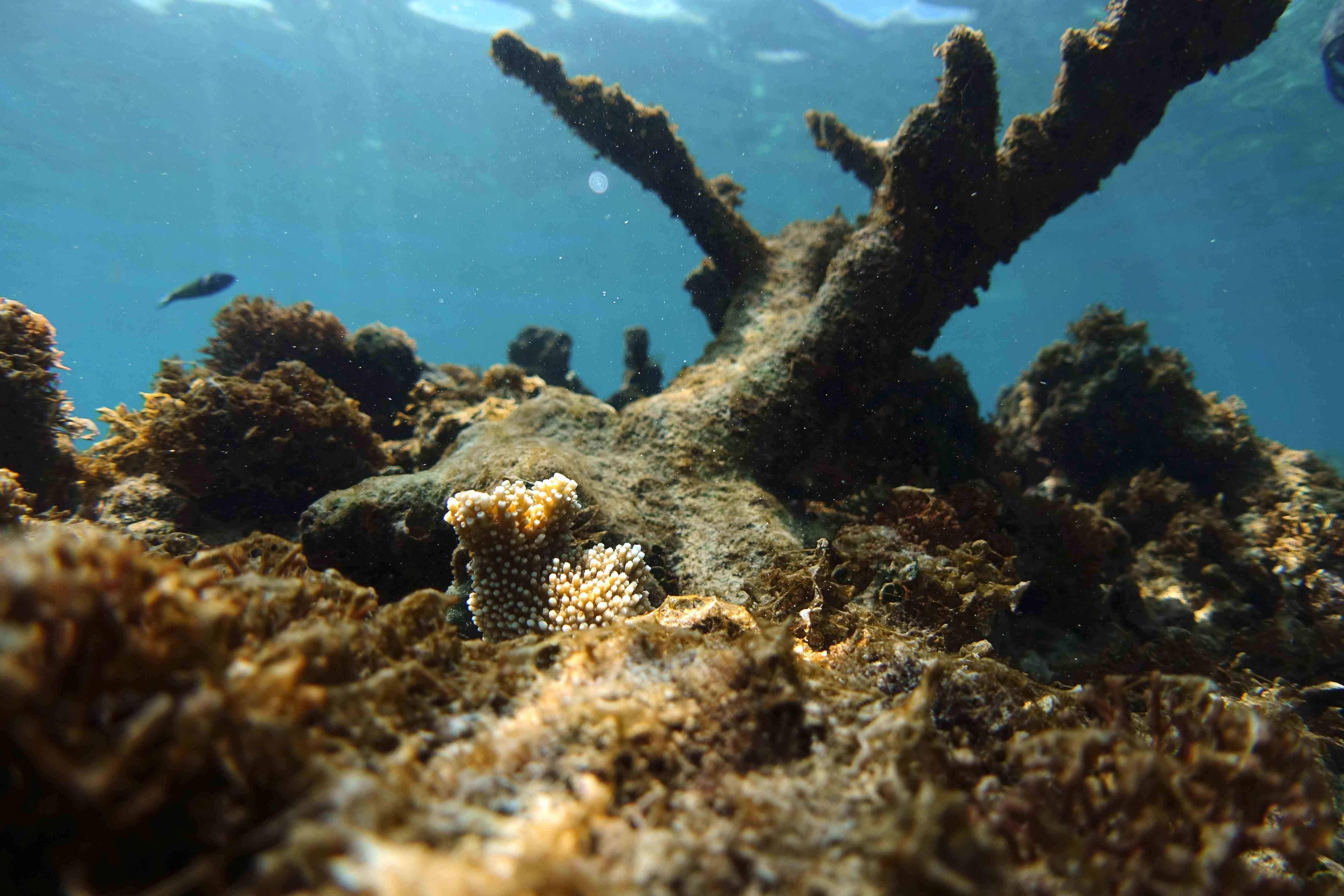 Imagen de la misma colonia en mayo 2024, donde se ve la colonia silvestre muerta y el recluta de coral producido sexualmente creciendo saludablemente. 