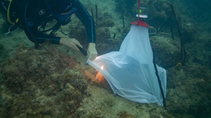 Impacto del cambio climático en la reproducción de los arrecifes de República Dominicana