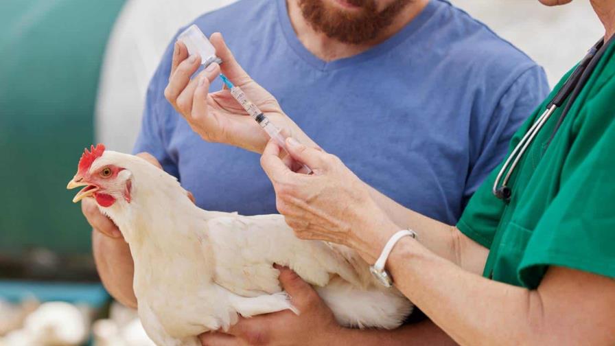 Infectólogo dice un contagio humano por cepa de gripe aviar es un caso aislado, pero obliga a vigilar