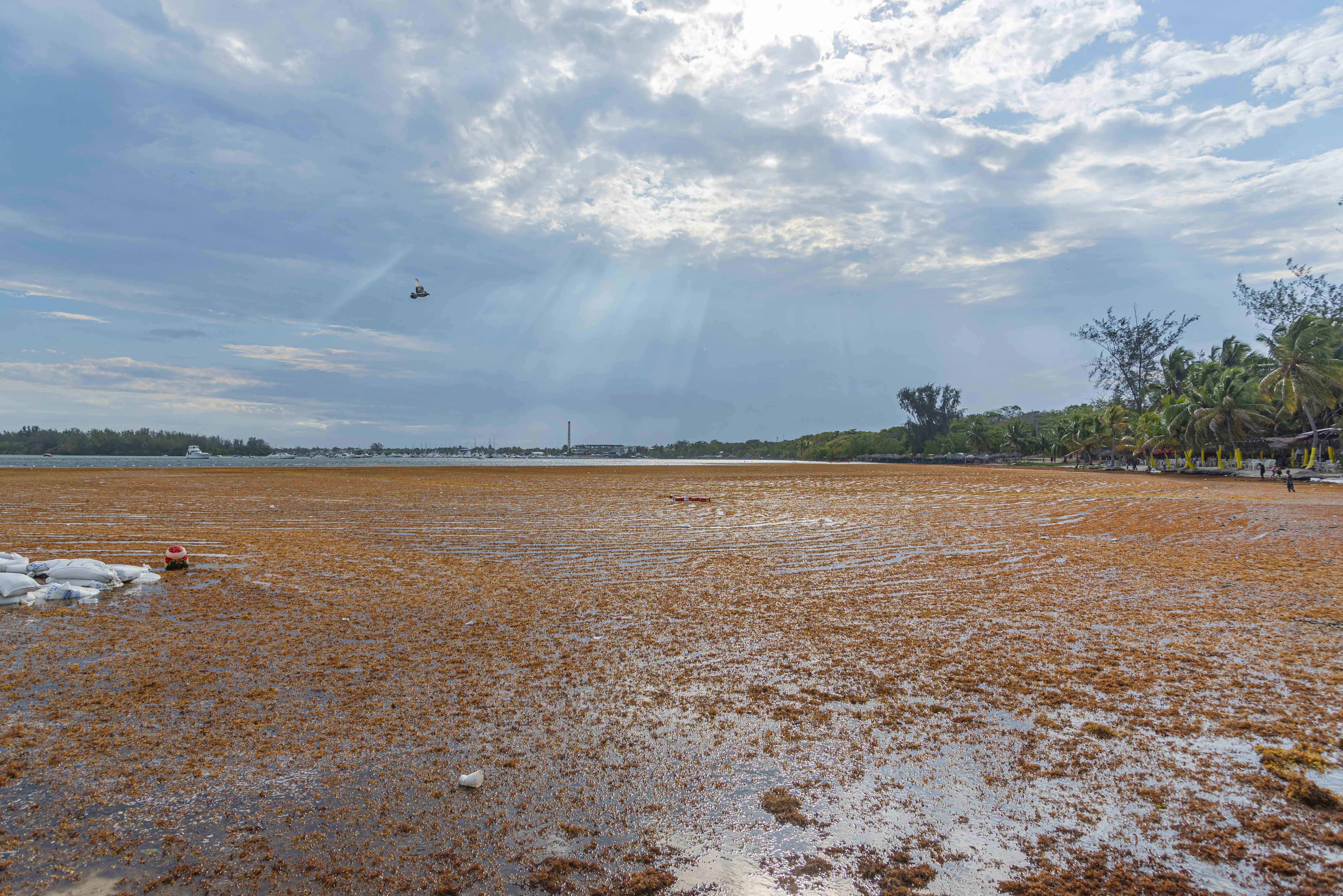 [object HTMLTextAreaElement]